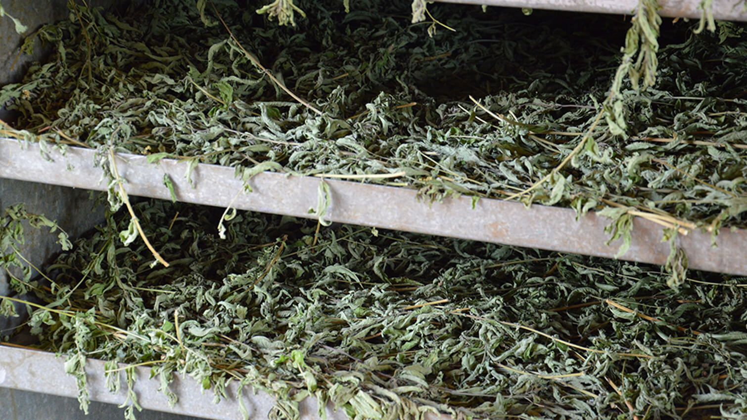 SÃ©chage plante aromatique coopÃ©rative Siccarappam Massif Central - Infusion DÃ©tente bio